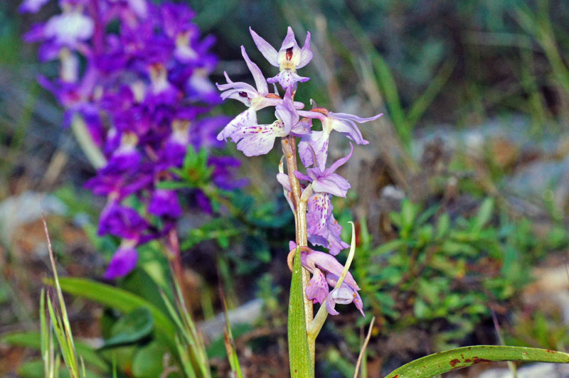 Orchis mascula subsp. ichnusae / Orchide di Sardegna